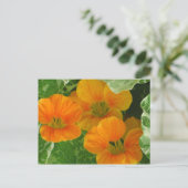 Carte Postale Nasturtiums (Debout devant)