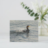 Carte Postale Natation cormorane (Debout devant)
