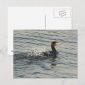 Carte Postale Natation cormorane (Devant / Derrière)
