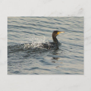 Carte Postale Natation cormorane