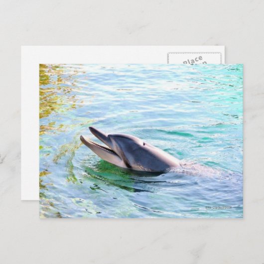 Carte Postale Natation des dauphins (Devant / Derrière)
