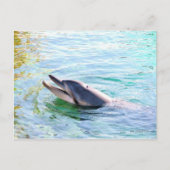 Carte Postale Natation des dauphins (Devant)