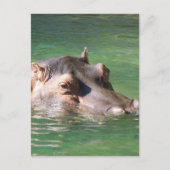 Carte Postale Natation d'hippopotame sur la surface (Devant)