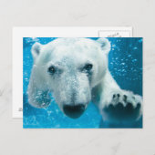 Carte Postale Natation d'ours blanc (Devant / Derrière)