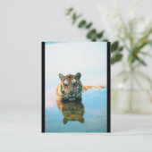 Carte Postale Natation tigre (Debout devant)