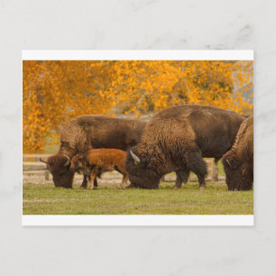 Carte Postale Nation de la famille Bison