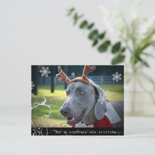 Carte Postale Nation Weimaraner : "Pas une créature ne remuait.. (Debout devant)