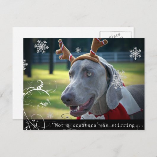 Carte Postale Nation Weimaraner : "Pas une créature ne remuait.. (Devant / Derrière)