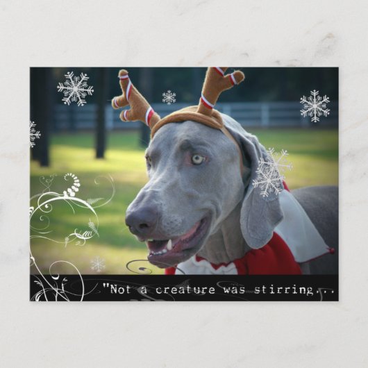 Carte Postale Nation Weimaraner : "Pas une créature ne remuait.. (Devant)