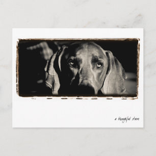 Carte Postale Nation Weimaraner : "Un regard réfléchi"