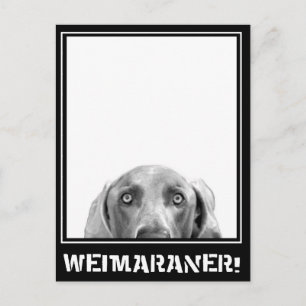 Carte Postale Nation Weimaraner : Weimaraner Dans Une Boîte !