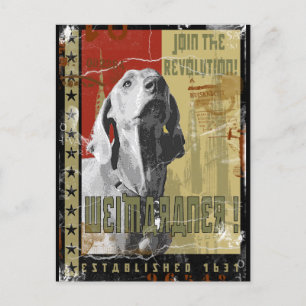 Carte Postale Nation Weimaraner : Weimaraner vintage !