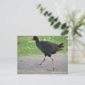 Carte postale, Native Pukeko, Hamilton, Nouvelle-Z (Debout devant)
