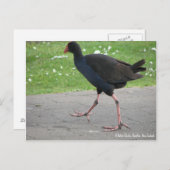 Carte postale, Native Pukeko, Hamilton, Nouvelle-Z (Devant / Derrière)