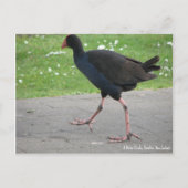 Carte postale, Native Pukeko, Hamilton, Nouvelle-Z (Devant)