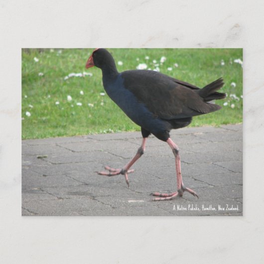 Carte postale, Native Pukeko, Hamilton, Nouvelle-Z (Devant)