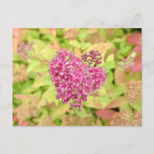 Carte Postale Natural Flower Heart - percé par la flèche.