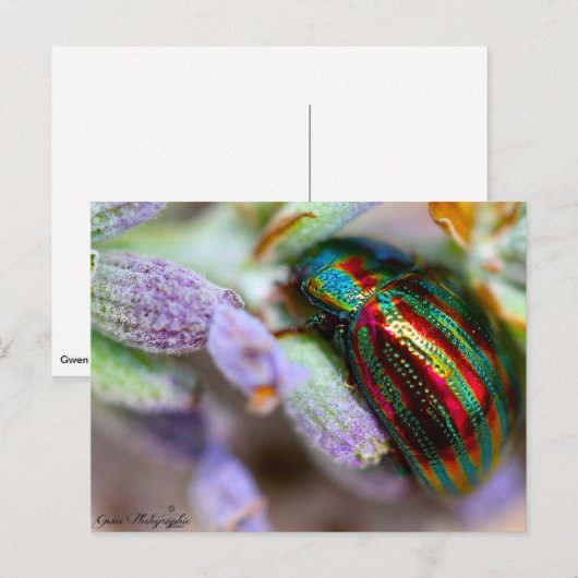 Carte Postale nature (Devant / Derrière)