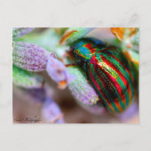 Carte Postale nature (Devant)