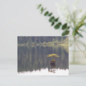 Carte postale Nature (Debout devant)