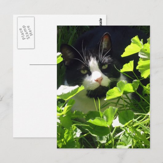 Carte Postale Nature (Devant / Derrière)