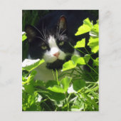 Carte Postale Nature (Devant)