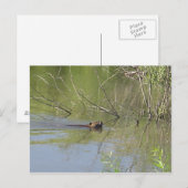 Carte Postale Nature 2 (Devant / Derrière)