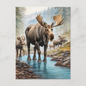 Carte Postale *~* Nature AP49 MOOSE HERD Forest STREAM (Devant)