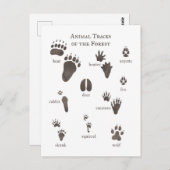 Carte postale Nature Attaques animales de la forêt (Devant / Derrière)