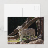 Carte Postale Nature Bengale White Tiger Photographie (Devant / Derrière)