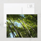 Carte Postale Nature botanique bambou (Devant / Derrière)