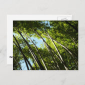 Carte Postale Nature botanique bambou (Devant / Derrière)