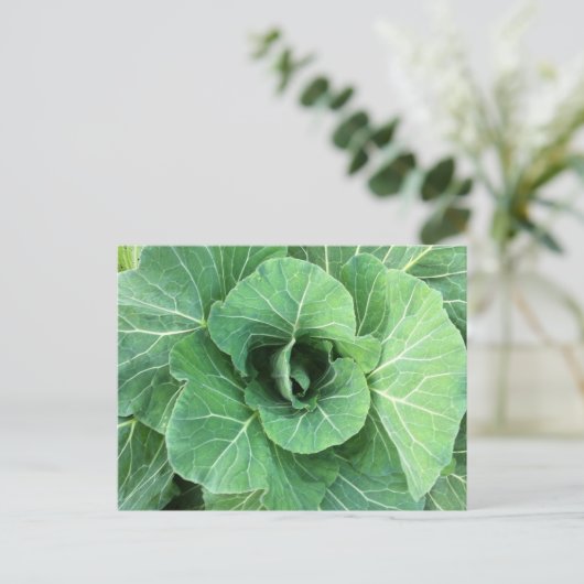 Carte Postale Nature Cabbage vert (Debout devant)