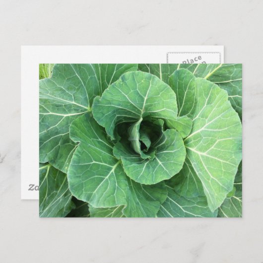 Carte Postale Nature Cabbage vert (Devant / Derrière)
