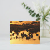 Carte Postale Nature - Canards à l'aube (Debout devant)