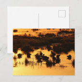 Carte Postale Nature - Canards à l'aube (Devant / Derrière)