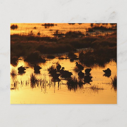 Carte Postale Nature - Canards à l'aube (Devant)