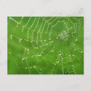 Carte Postale Nature Dew sur Spider Web