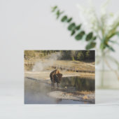 Carte Postale Nature Faune Photo American Bison Yellowstone (Debout devant)