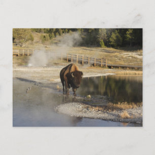Carte Postale Nature Faune Photo American Bison Yellowstone
