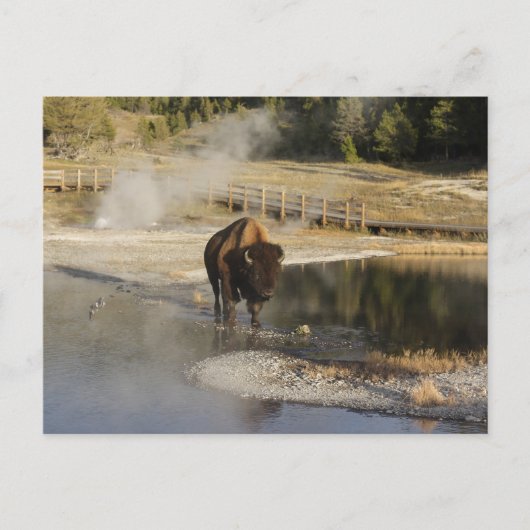 Carte Postale Nature Faune Photo American Bison Yellowstone (Devant)