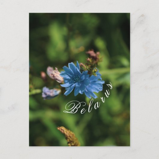 Carte Postale Nature Fleur de maïs bleu Biélorussie Symbole (Devant)