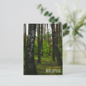 Carte Postale Nature Forêt Biélorussie Paysage Biélorussie (Debout devant)