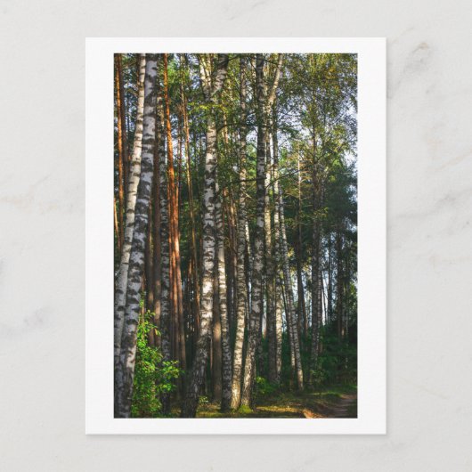 Carte Postale Nature Forêt Oiseaux Paysage vert (Devant)