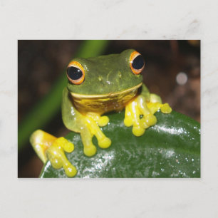 Carte Postale Nature - Orange Eyed Green Tree Frog