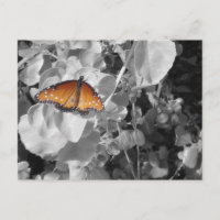 Nature Orange Monarque Papillon noir et blanc