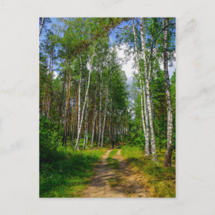 Carte Postale Nature Paysage Paysage Paysage Forêt Birch Biéloru