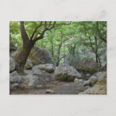 Carte postale Nature Walk (Devant)