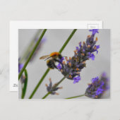 Carte Postale Natures de merveilleux travailleurs (Devant / Derrière)