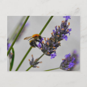 Carte Postale Natures de merveilleux travailleurs